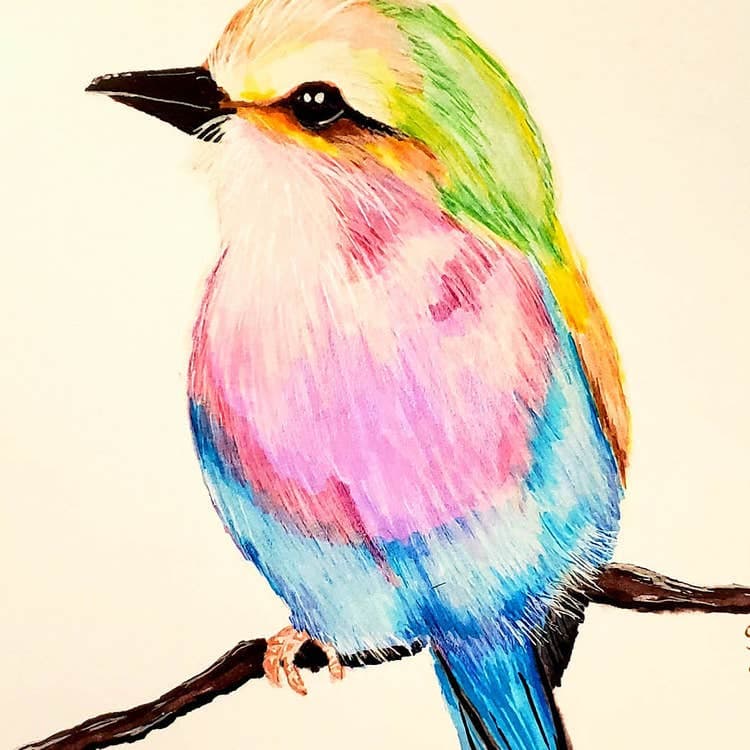 Colorful Bird